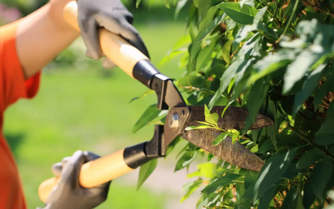 Time to Trim the Trees